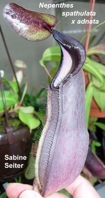 Nepenthes spathulata x adnata - Kulturhybride