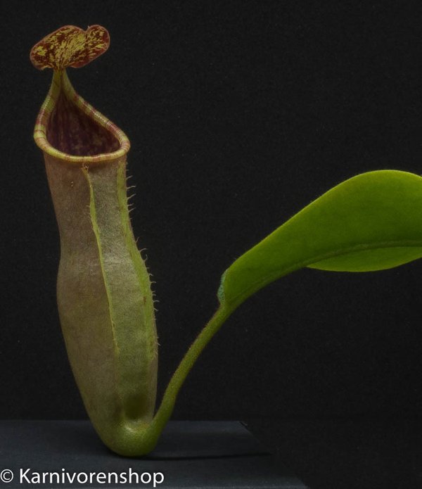 Nepenthes veitchii x campanulata - Kulturhybride