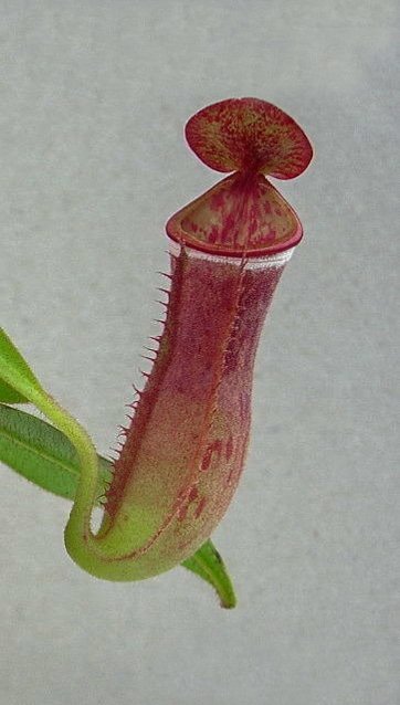 Nepenthes albomarginata - Tiefland