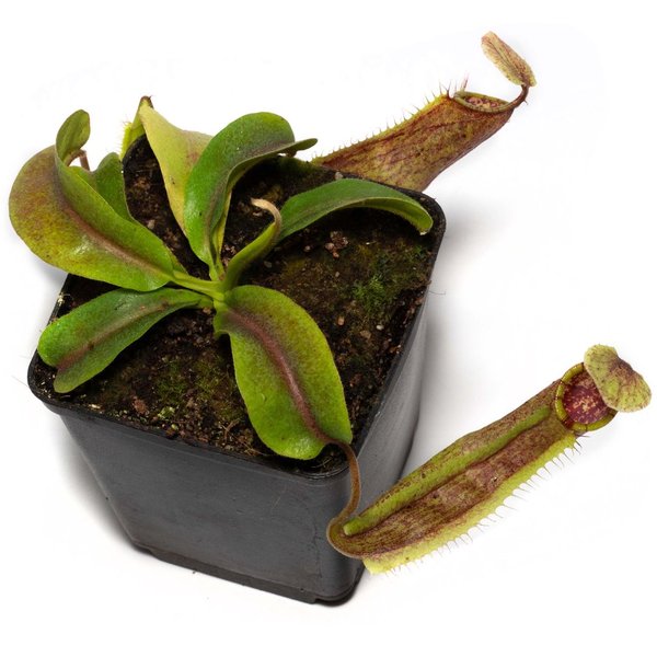 Nepenthes spec. Napu Valley - Tiefland - Sulawesi/Napu Valley