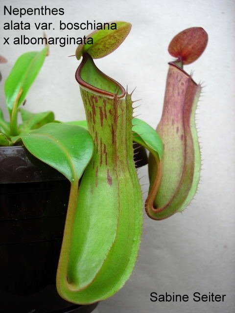 Nepenthes graciliflora x albomarginata - Kulturhybride