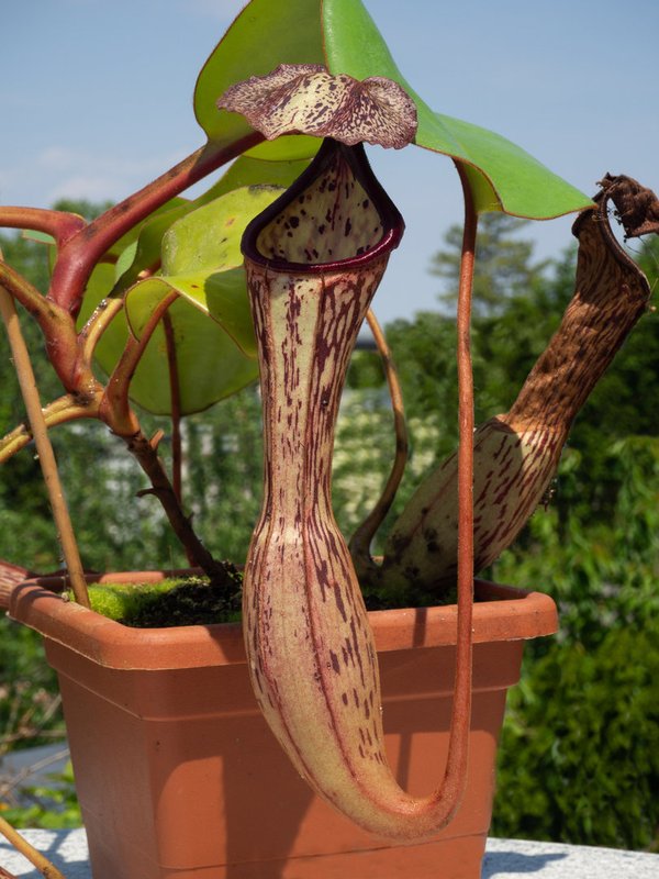 Nepenthes boschiana x clipeata - Kulturhybride