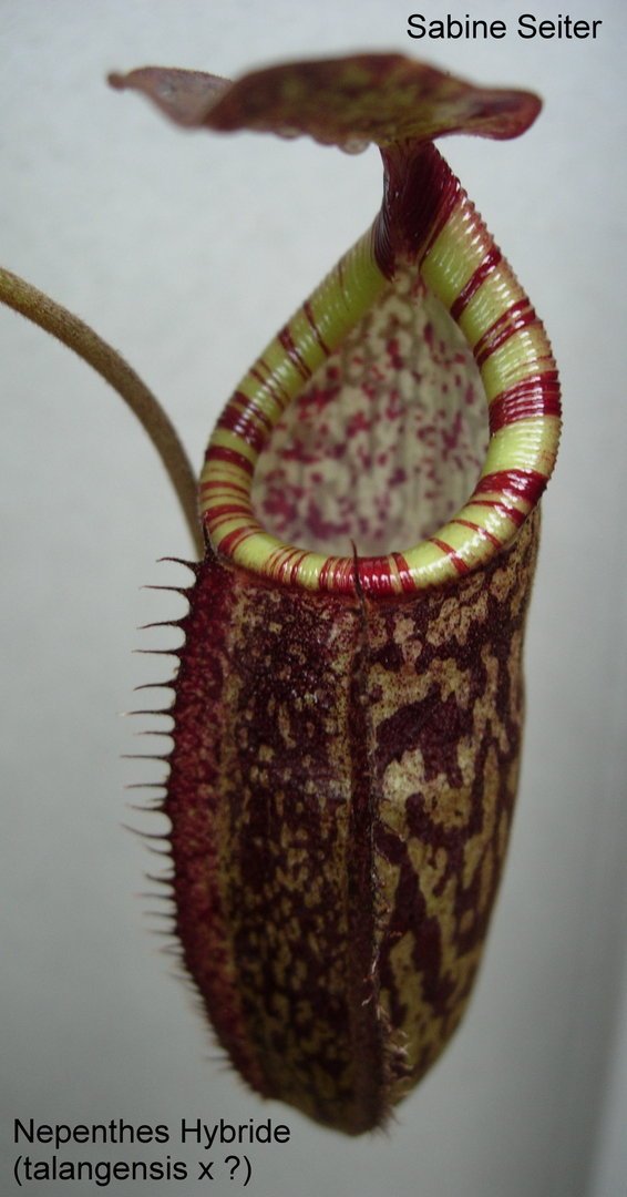 Nepenthes Hybride ( talangensis x ?)  - Hochland