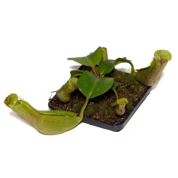 Nepenthes robcantleyi x clipeata - Kulturhybride
