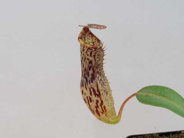 Nepenthes (spathulata x clipeata) x vogelii - Kulturhybride