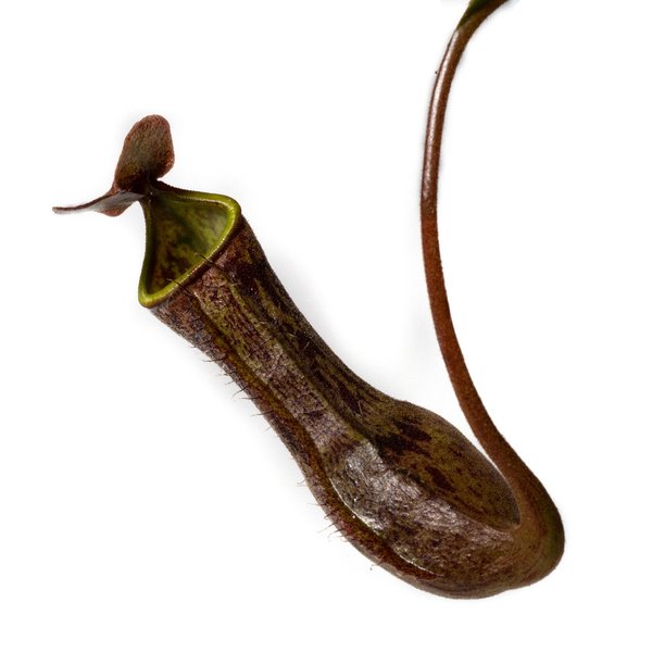 Nepenthes glandulifera x boschiana - Kulturhybride
