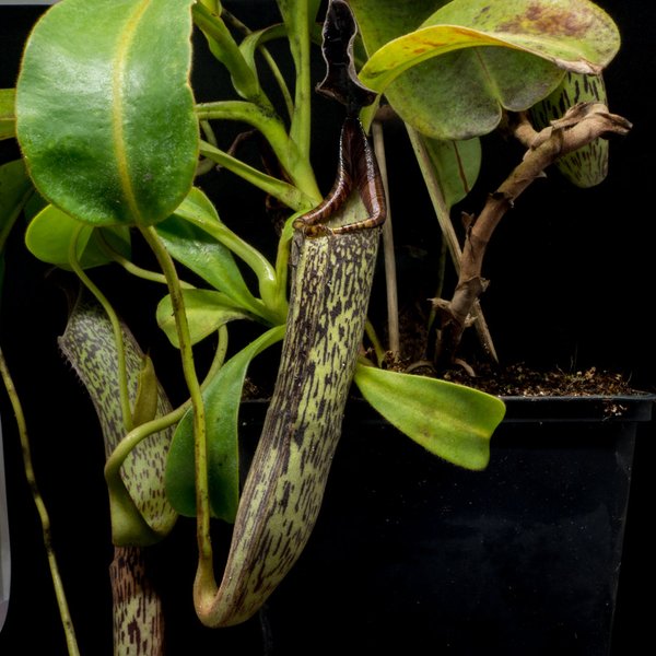 Nepenthes zakriana x maxima - Kulturhybride