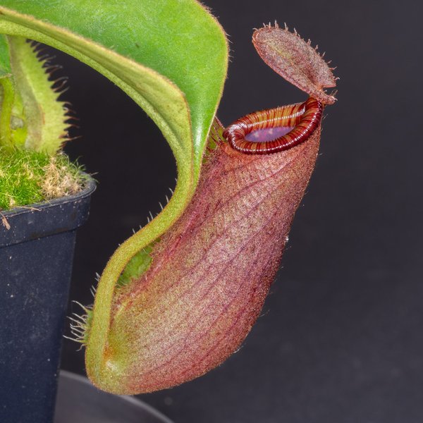 Nepenthes robcantleyi x lowii - Kulturhybride