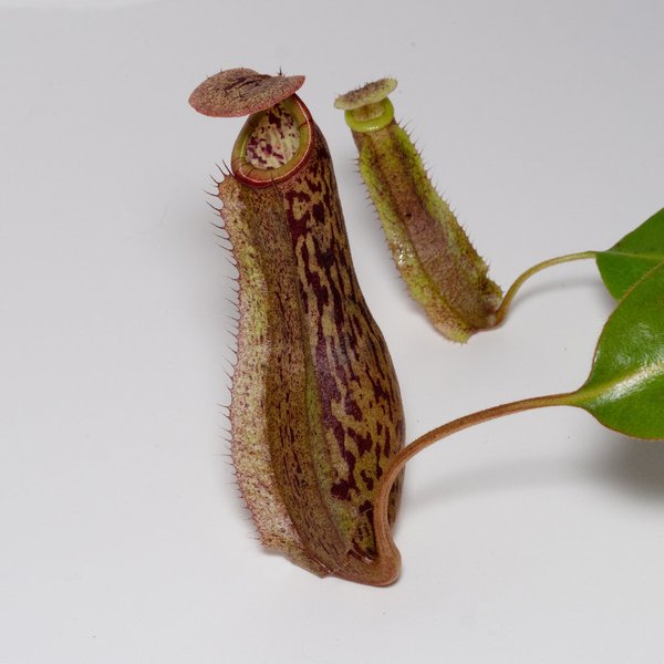 Nepenthes boschiana x burbidgeae - Kulturhybride