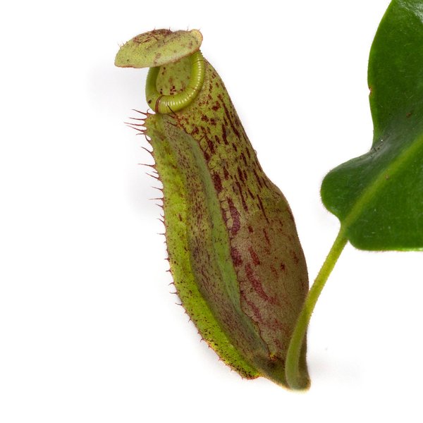 Nepenthes (boschiana x clipeata) x burbidgeae - Kulturhybride